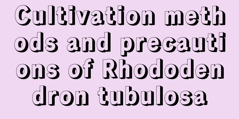 Cultivation methods and precautions of Rhododendron tubulosa