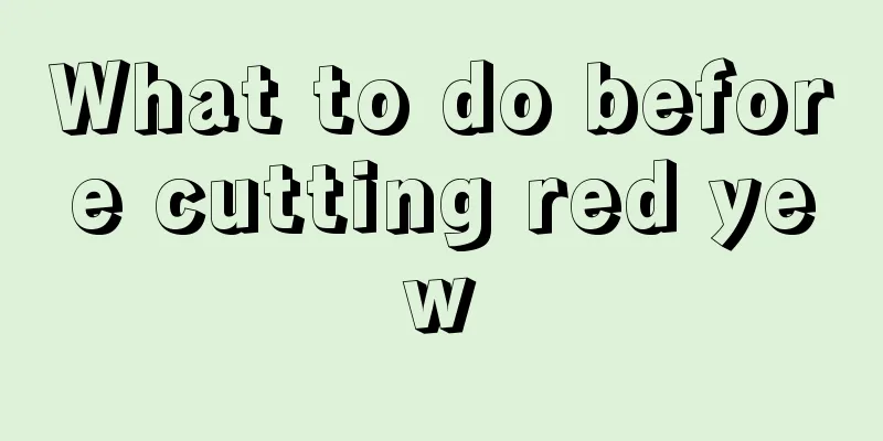 What to do before cutting red yew