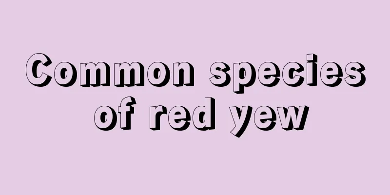 Common species of red yew