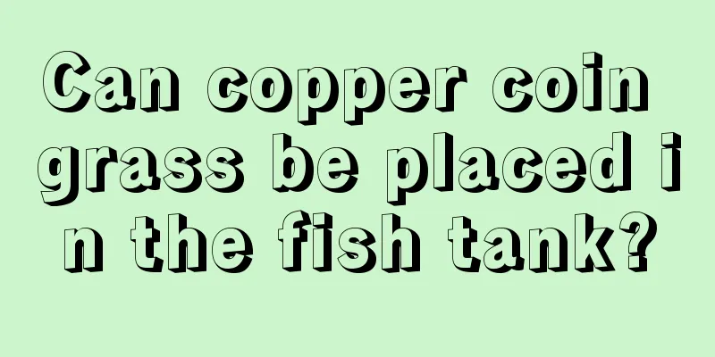 Can copper coin grass be placed in the fish tank?