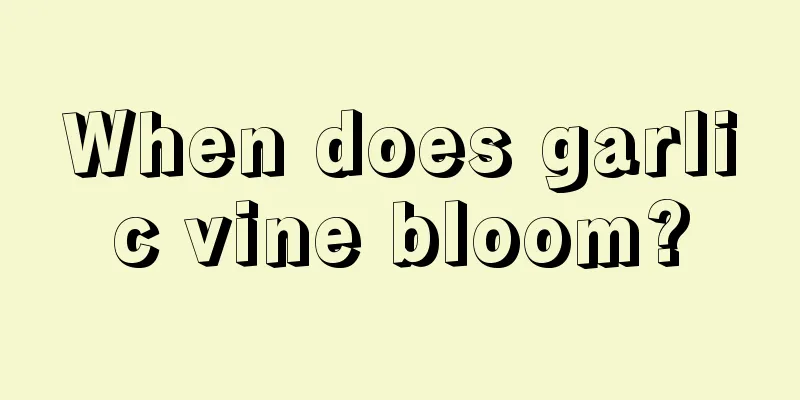 When does garlic vine bloom?