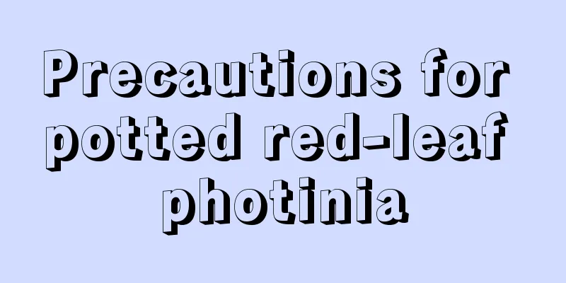 Precautions for potted red-leaf photinia