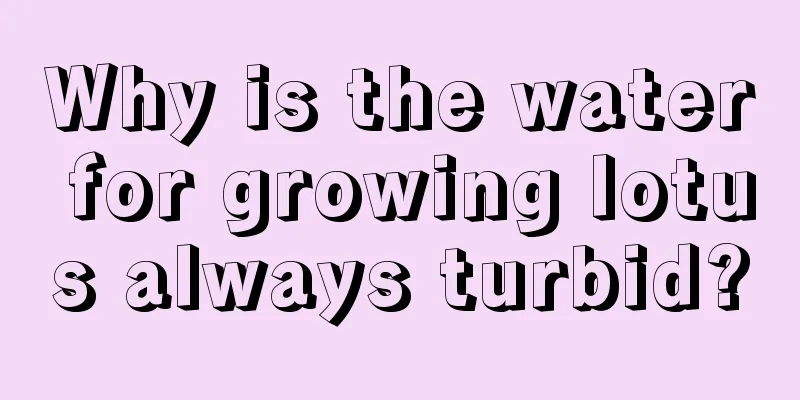 Why is the water for growing lotus always turbid?