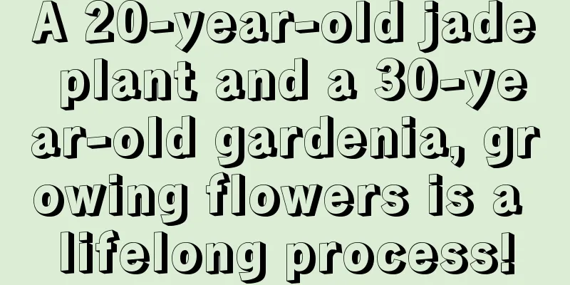 A 20-year-old jade plant and a 30-year-old gardenia, growing flowers is a lifelong process!