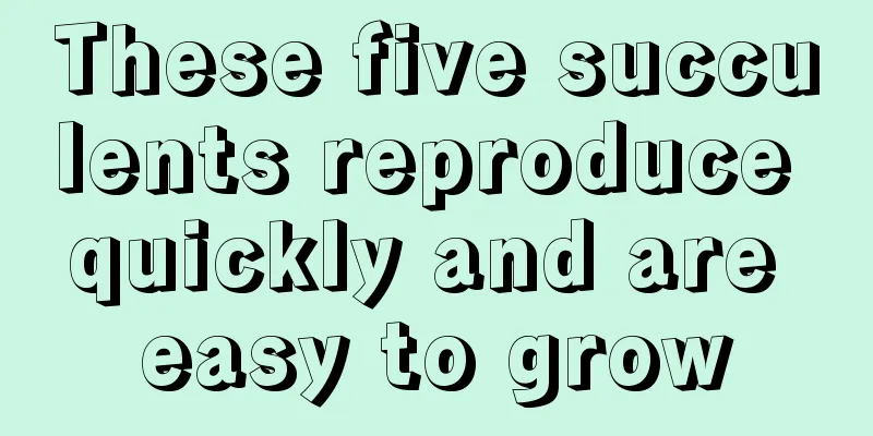 These five succulents reproduce quickly and are easy to grow