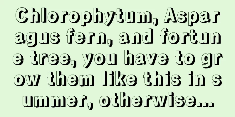 Chlorophytum, Asparagus fern, and fortune tree, you have to grow them like this in summer, otherwise...