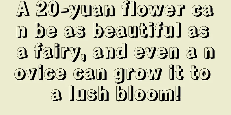 A 20-yuan flower can be as beautiful as a fairy, and even a novice can grow it to a lush bloom!