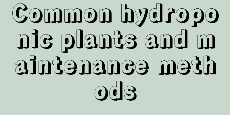 Common hydroponic plants and maintenance methods