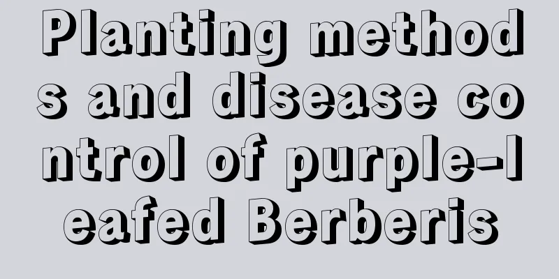 Planting methods and disease control of purple-leafed Berberis