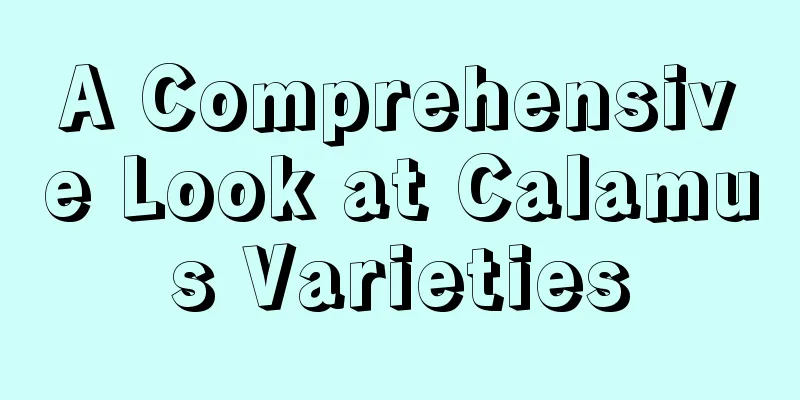 A Comprehensive Look at Calamus Varieties