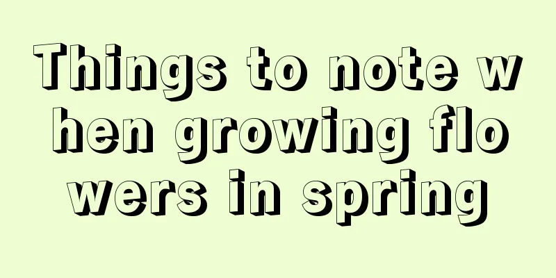 Things to note when growing flowers in spring