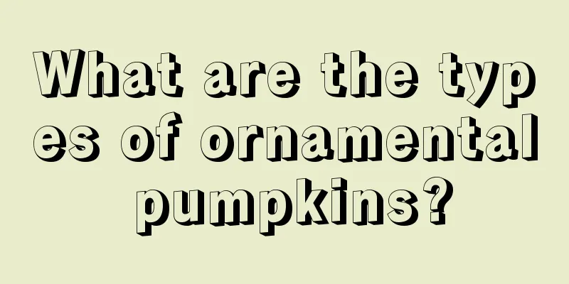 What are the types of ornamental pumpkins?