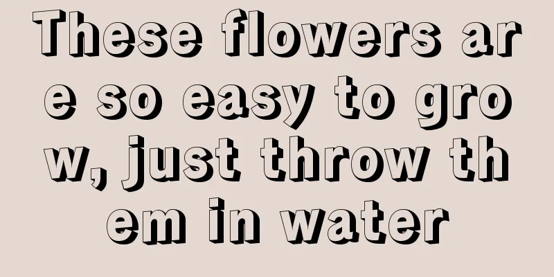 These flowers are so easy to grow, just throw them in water