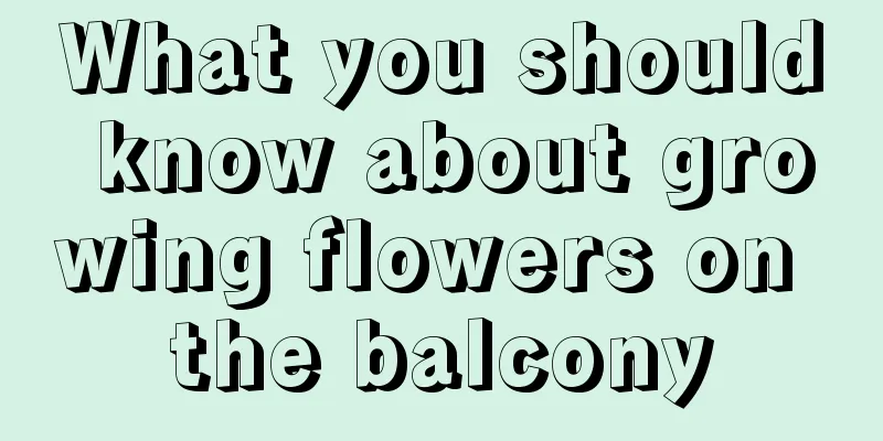 What you should know about growing flowers on the balcony