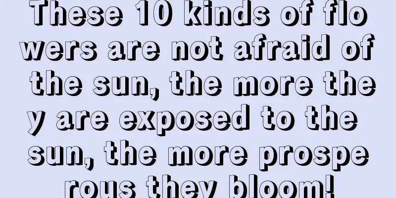 These 10 kinds of flowers are not afraid of the sun, the more they are exposed to the sun, the more prosperous they bloom!