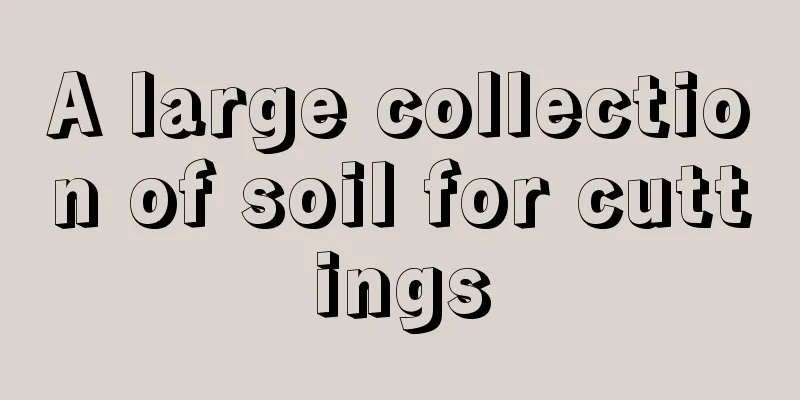 A large collection of soil for cuttings