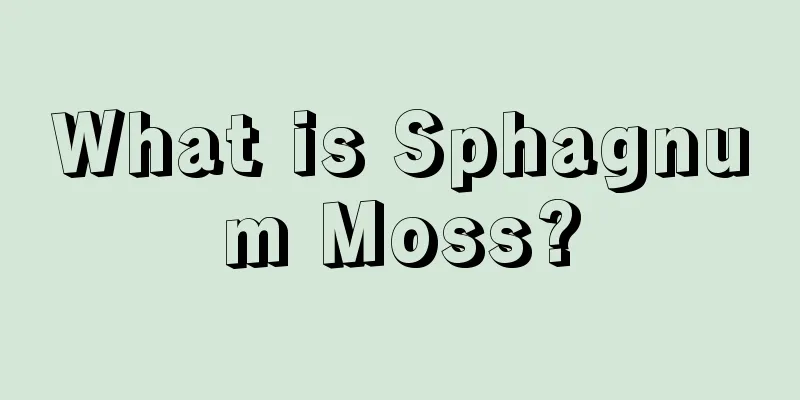 What is Sphagnum Moss?