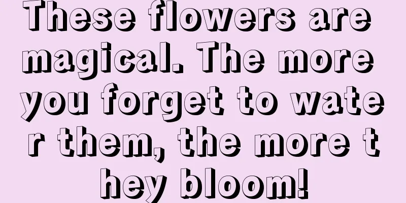 These flowers are magical. The more you forget to water them, the more they bloom!