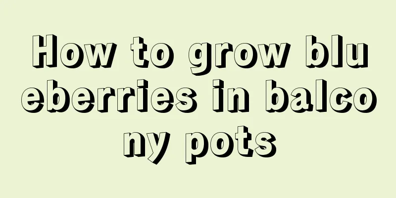 How to grow blueberries in balcony pots