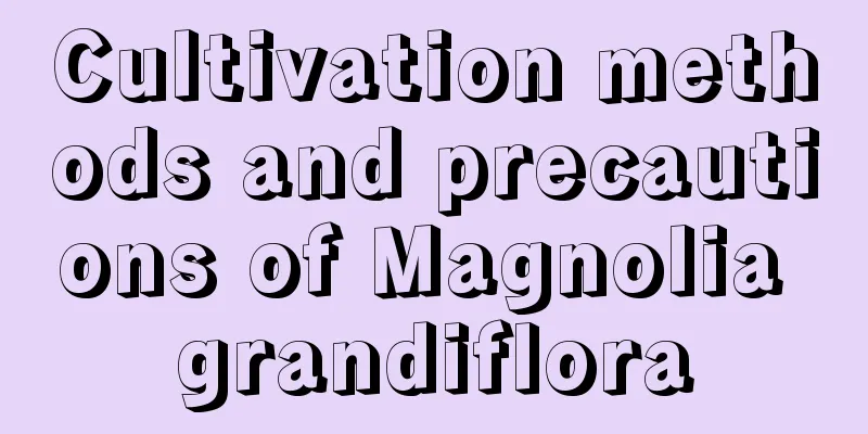 Cultivation methods and precautions of Magnolia grandiflora