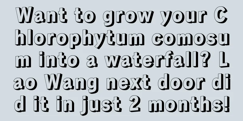 Want to grow your Chlorophytum comosum into a waterfall? Lao Wang next door did it in just 2 months!