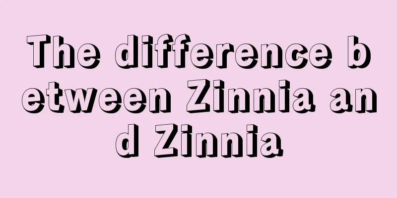 The difference between Zinnia and Zinnia