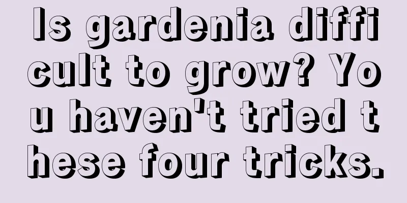 Is gardenia difficult to grow? You haven't tried these four tricks.