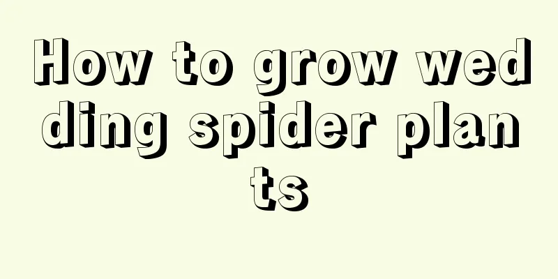 How to grow wedding spider plants