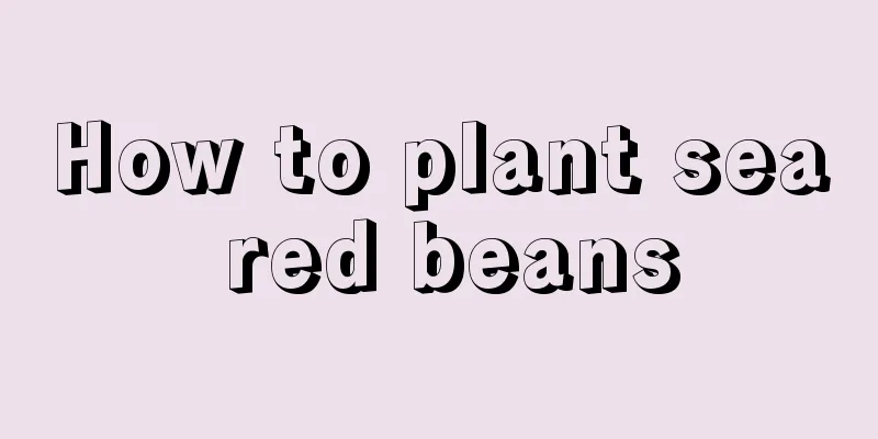 How to plant sea red beans