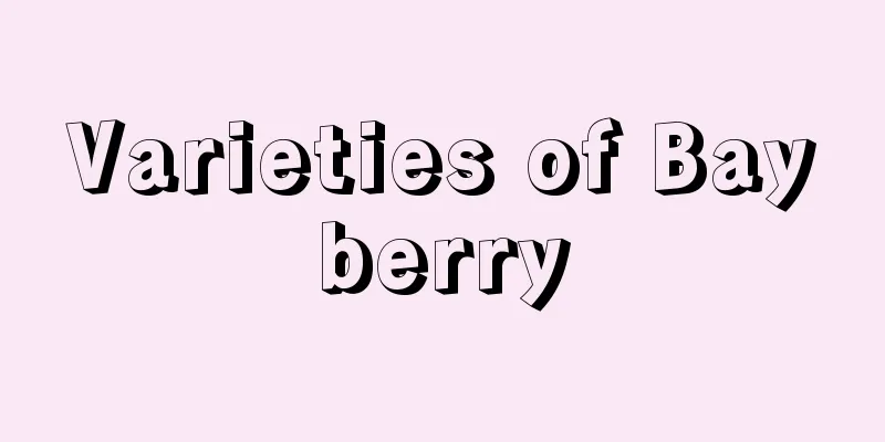 Varieties of Bayberry