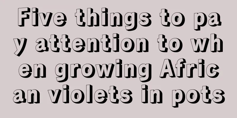 Five things to pay attention to when growing African violets in pots