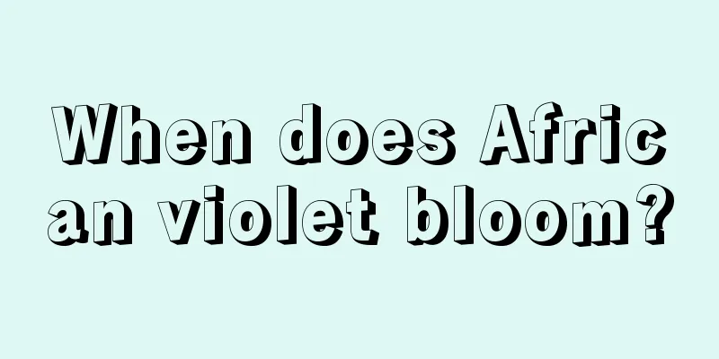 When does African violet bloom?