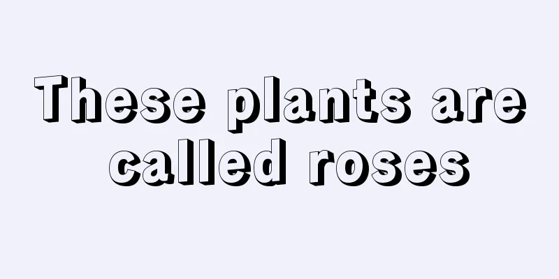 These plants are called roses