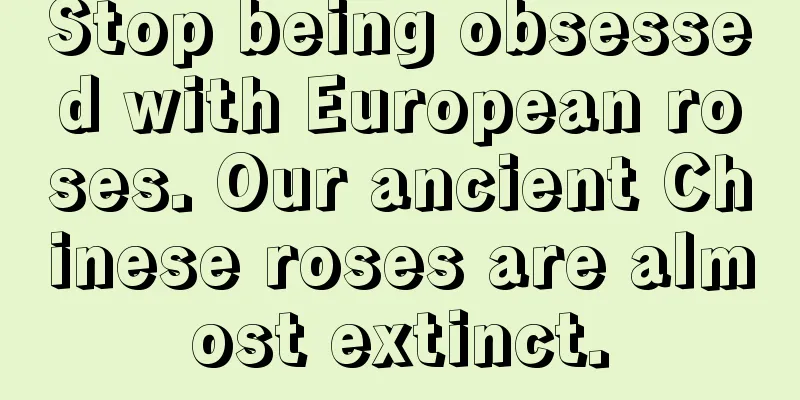 Stop being obsessed with European roses. Our ancient Chinese roses are almost extinct.