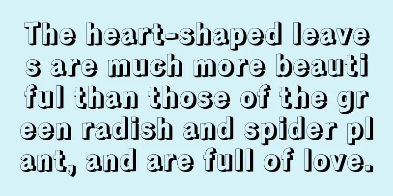 The heart-shaped leaves are much more beautiful than those of the green radish and spider plant, and are full of love.