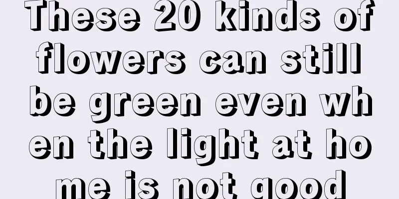 These 20 kinds of flowers can still be green even when the light at home is not good