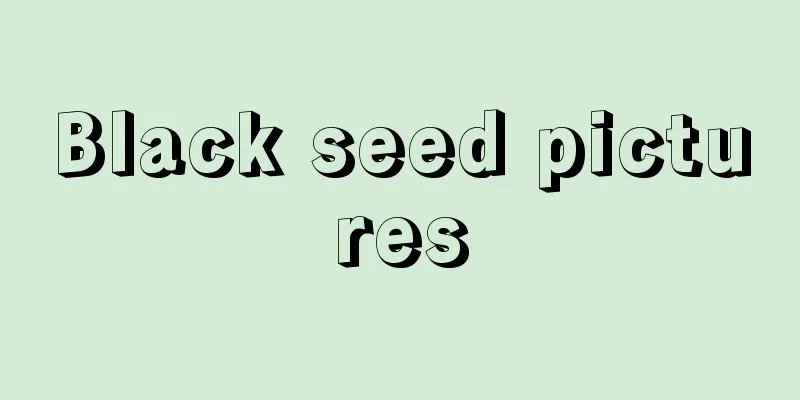 Black seed pictures