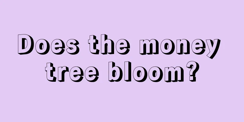 Does the money tree bloom?