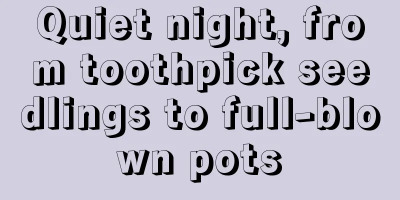 Quiet night, from toothpick seedlings to full-blown pots