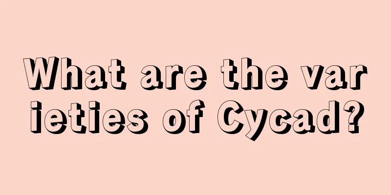 What are the varieties of Cycad?