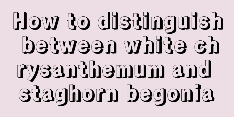 How to distinguish between white chrysanthemum and staghorn begonia