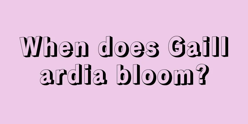 When does Gaillardia bloom?