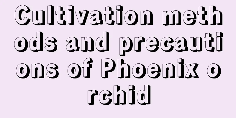 Cultivation methods and precautions of Phoenix orchid