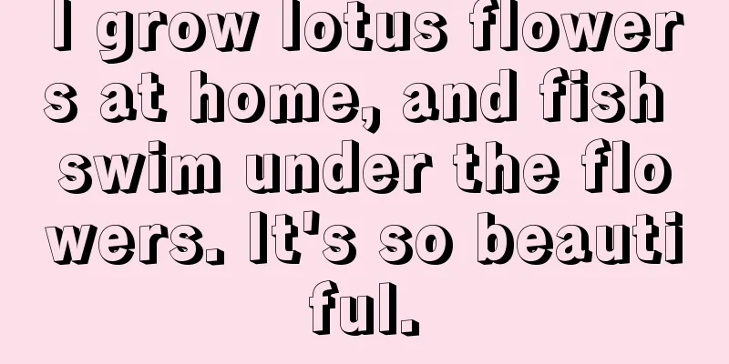 I grow lotus flowers at home, and fish swim under the flowers. It's so beautiful.