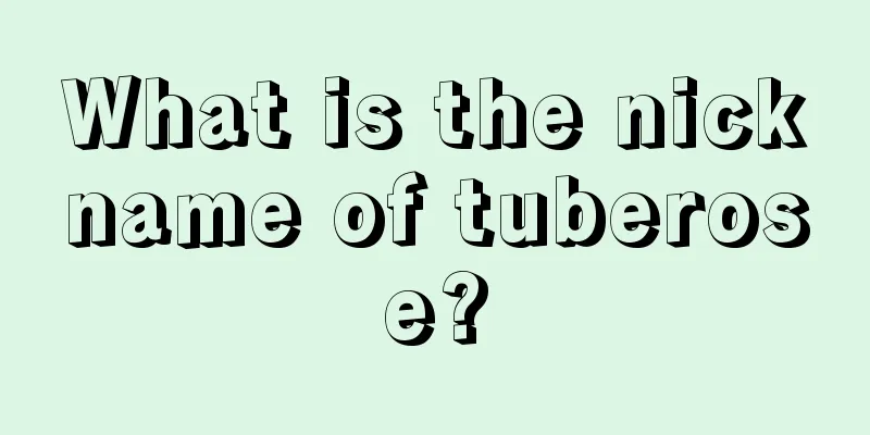 What is the nickname of tuberose?