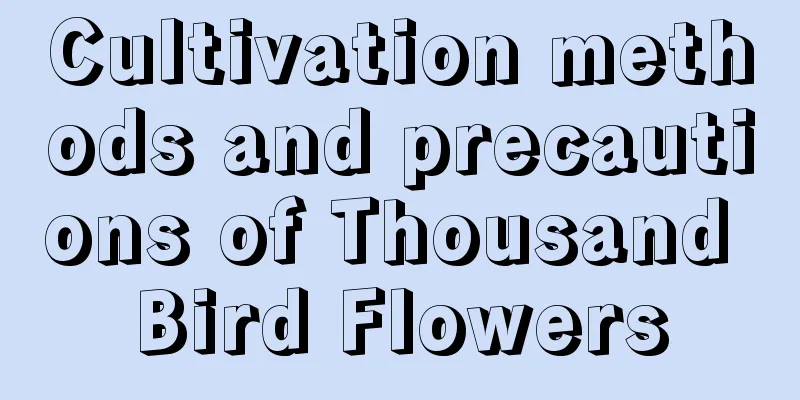 Cultivation methods and precautions of Thousand Bird Flowers