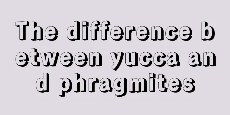 The difference between yucca and phragmites