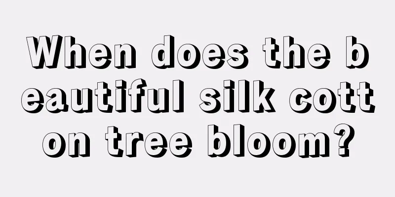 When does the beautiful silk cotton tree bloom?