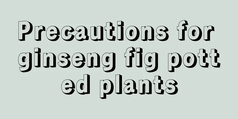 Precautions for ginseng fig potted plants