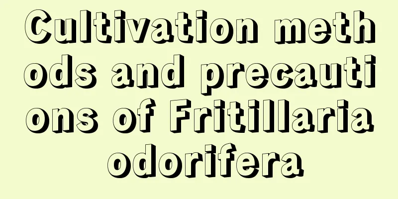 Cultivation methods and precautions of Fritillaria odorifera